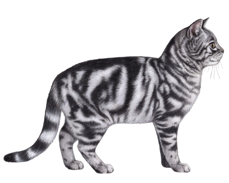 Origines des chats Bengal : photo d'un chat American Shorthair