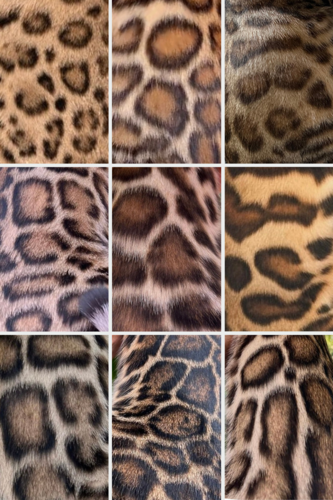 Couleurs et robes des chats Bengal : cette image représente les différentes nuances de robes de Bengal brown
