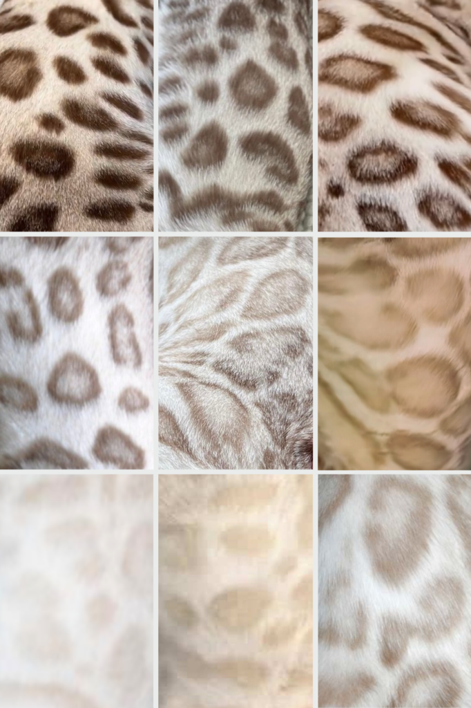 Couleurs et robes des chats Bengal : cette image représente les différentes nuances de robes de Bengal Snow, Mink et Sépia