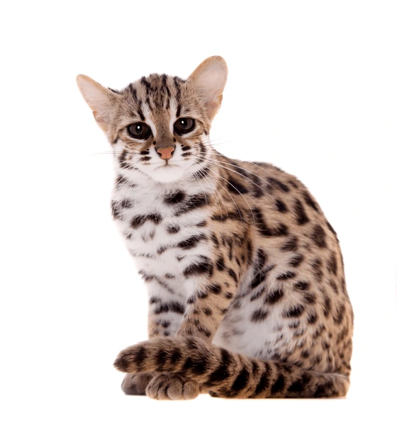 Origines des chats Bengal - CHATTERIE DES ALPES DORÉES