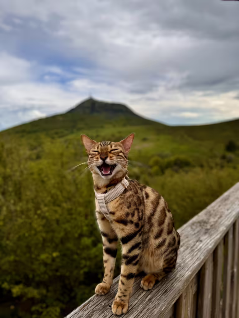 Uma, chat bengal de la chatterie des alpes dorées prenant la pose sur une rambarde du Puy Pariou en face du Puy de dôme Puy Pariou, Puy-de-Dôme, Auvergne-Rhône-Alpes, France