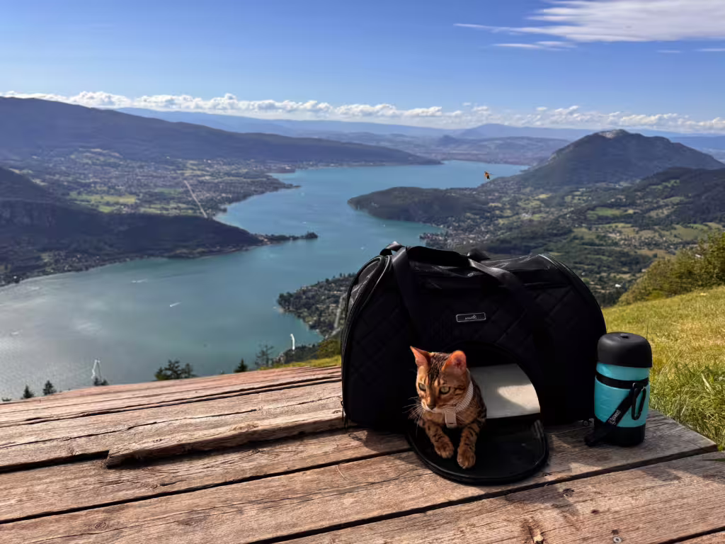 Habituer son chat aux balades en extérieur