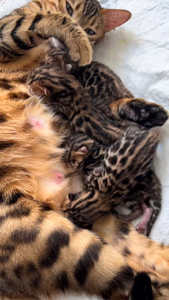 Uma et ses 4 chatons bengal brown