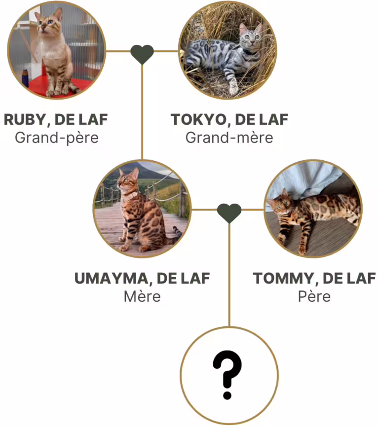 Arbre généalogique de la portée de notre chat bengal UMAYMA DE LAF (UMA DE LAF) et de TOMMY DE LAF, appartenant à la chatterie des Alpes Dorées - élevage bengal loof localisée à Clermont Ferrand, dans le Puy de Dôme en région Auvergne Rhône Alpes