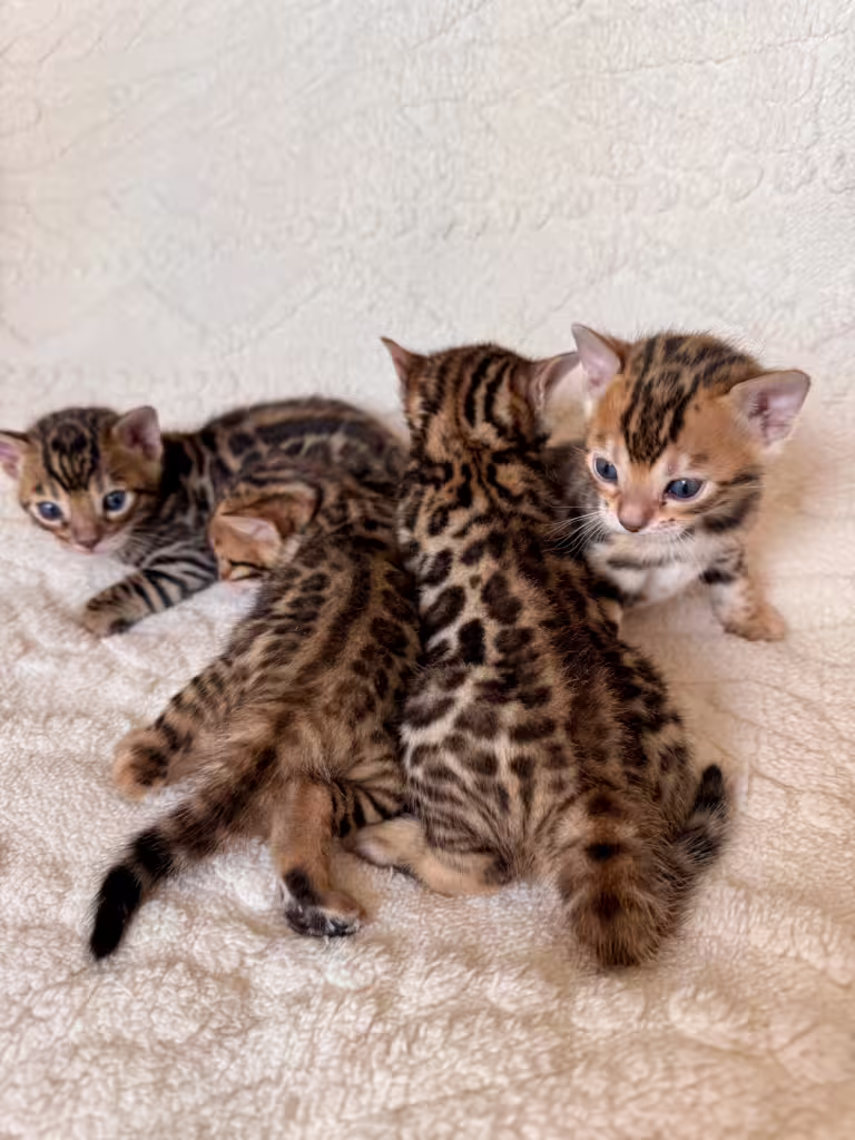 Les chatons de notre femelle Umayma