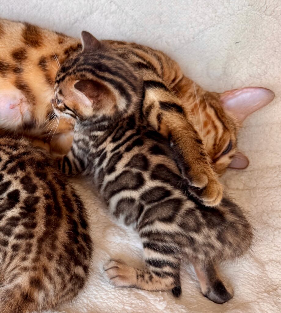 Notre femelle Umayma avec ses chatons