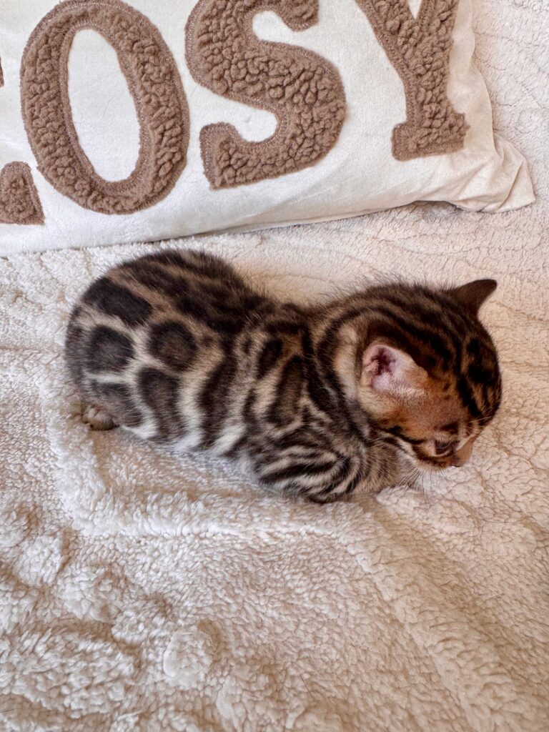 Chaton de notre femelle Umayma