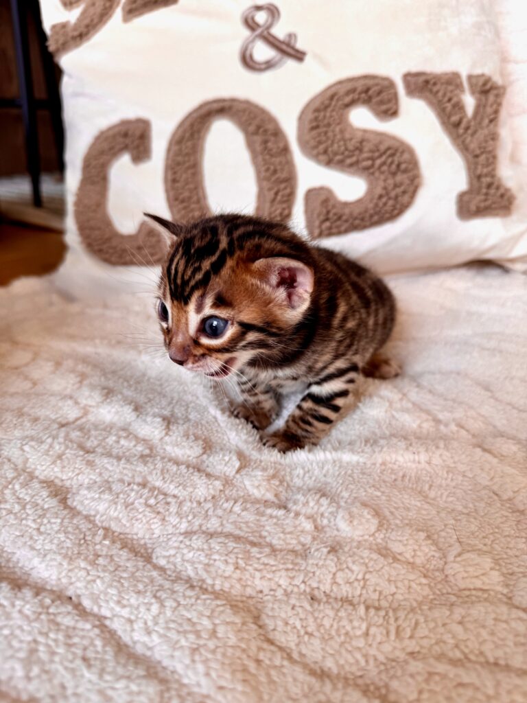 Chaton de notre femelle Umayma