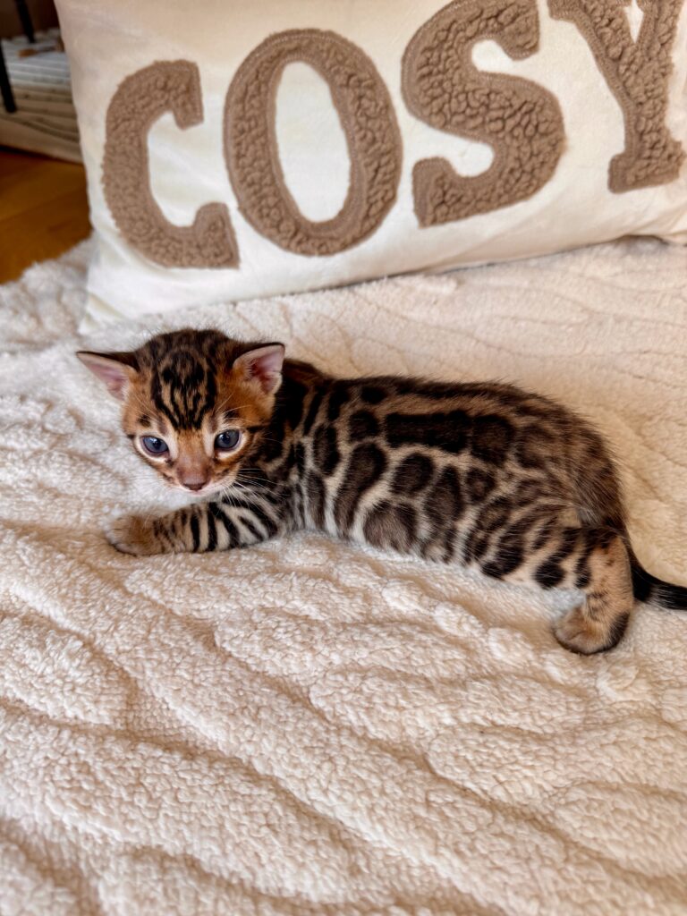 Chaton de notre femelle Umayma