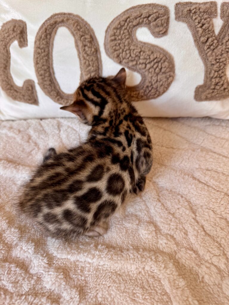 Les chatons de Umayma