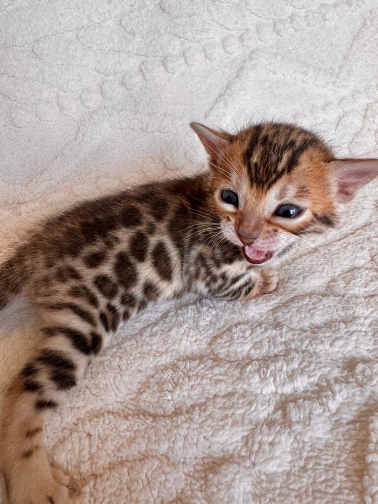 Chaton de notre femelle Umayma