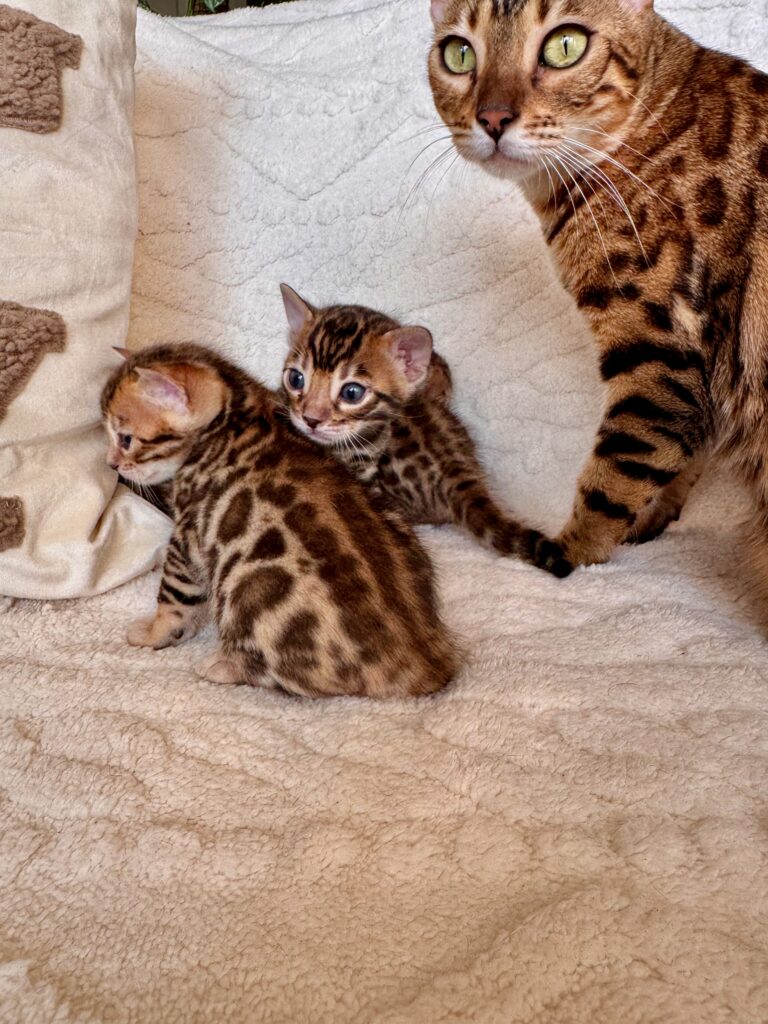 Notre femelle Umayma avec ses chatons