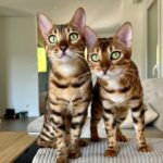 UMA, VÉNUS & SOLO