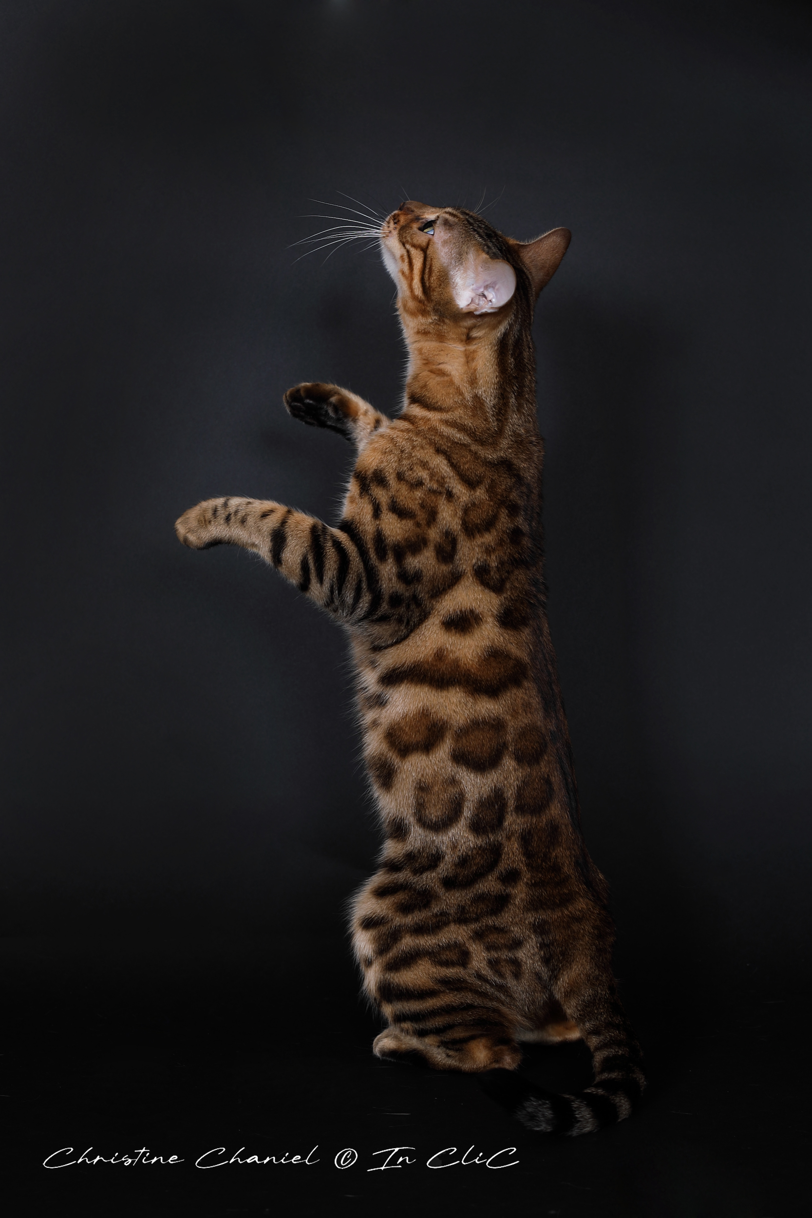 Portrait de Uma, chatte Bengal LOOF au pelage marbré, dans un studio photo, mettant en avant son allure féline et son caractère chasseur.