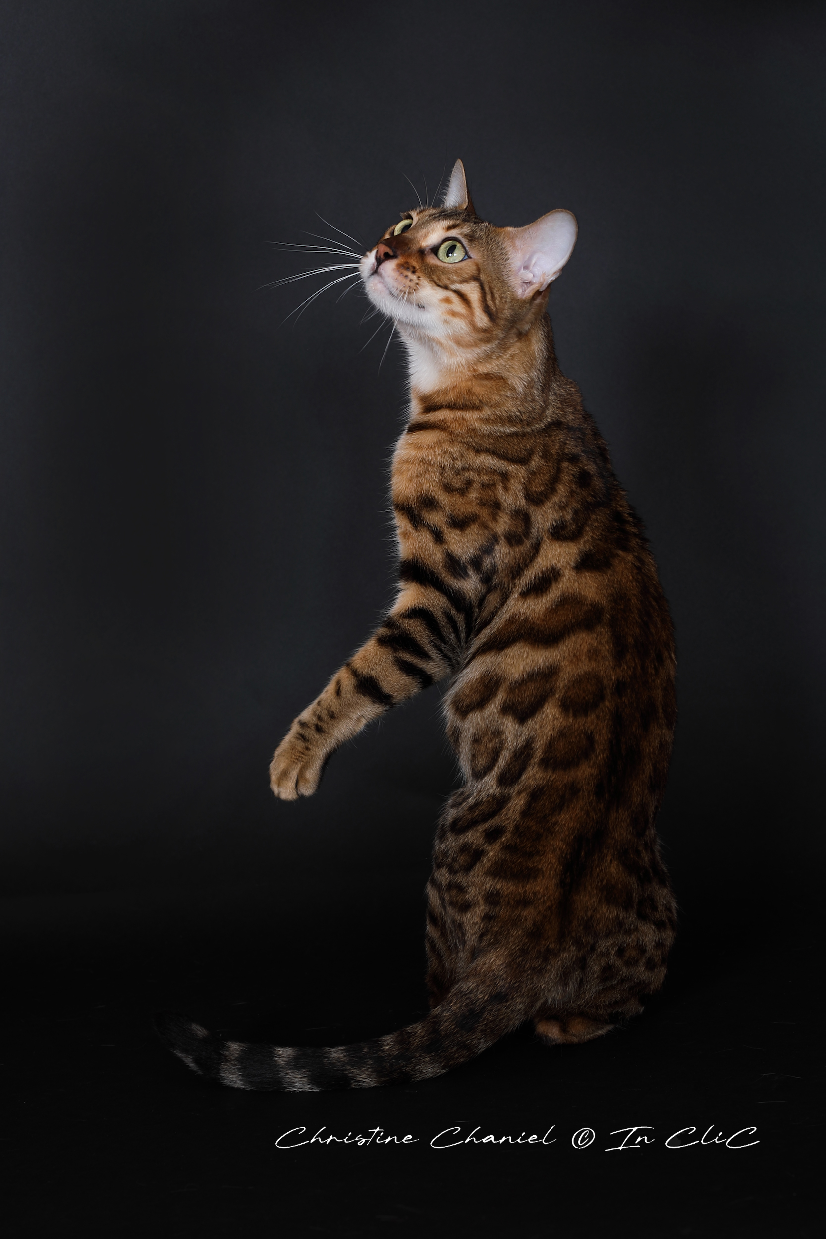 Portrait de Uma, chatte Bengal LOOF au pelage marbré, dans un studio photo, mettant en avant son allure féline et son caractère chasseur.