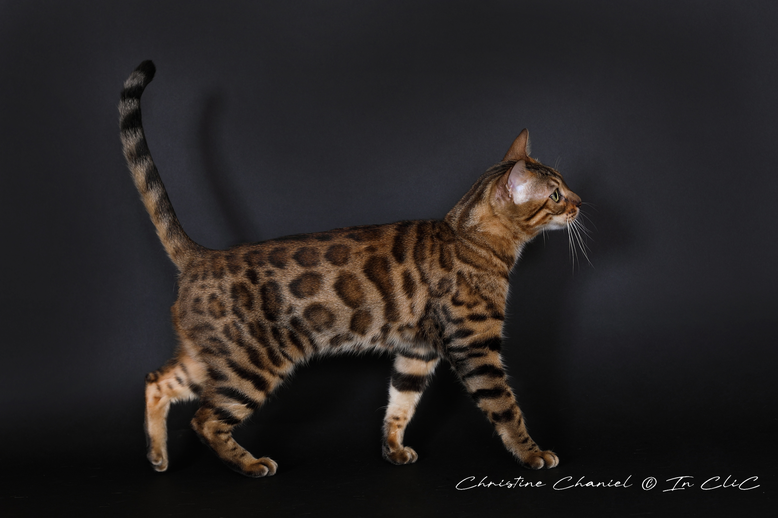 Portrait de Uma, chatte Bengal LOOF au pelage marbré, dans un studio photo, mettant en avant son allure féline et son caractère chasseur.