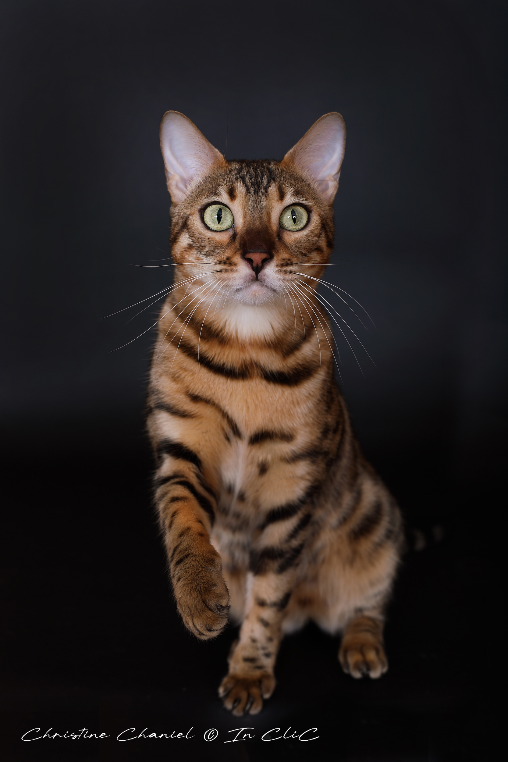 Portrait de Uma, chatte Bengal LOOF au pelage marbré, dans un studio photo, mettant en avant son allure féline et son caractère chasseur.