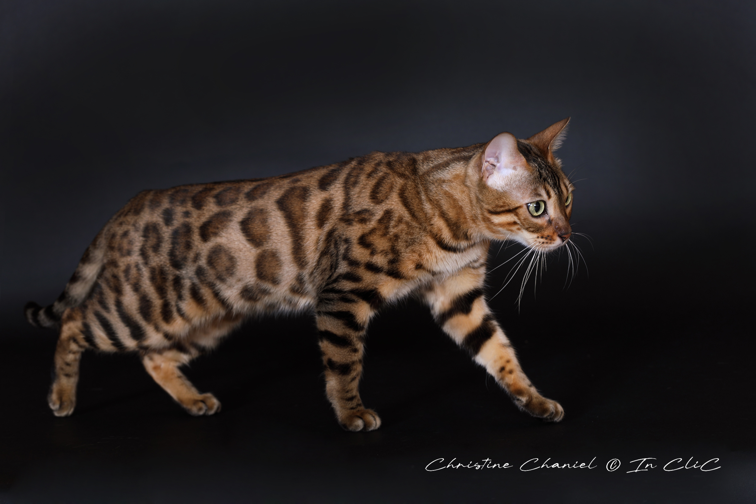 Portrait de Uma, chatte Bengal LOOF au pelage marbré, dans un studio photo, mettant en avant son allure féline et son caractère chasseur.