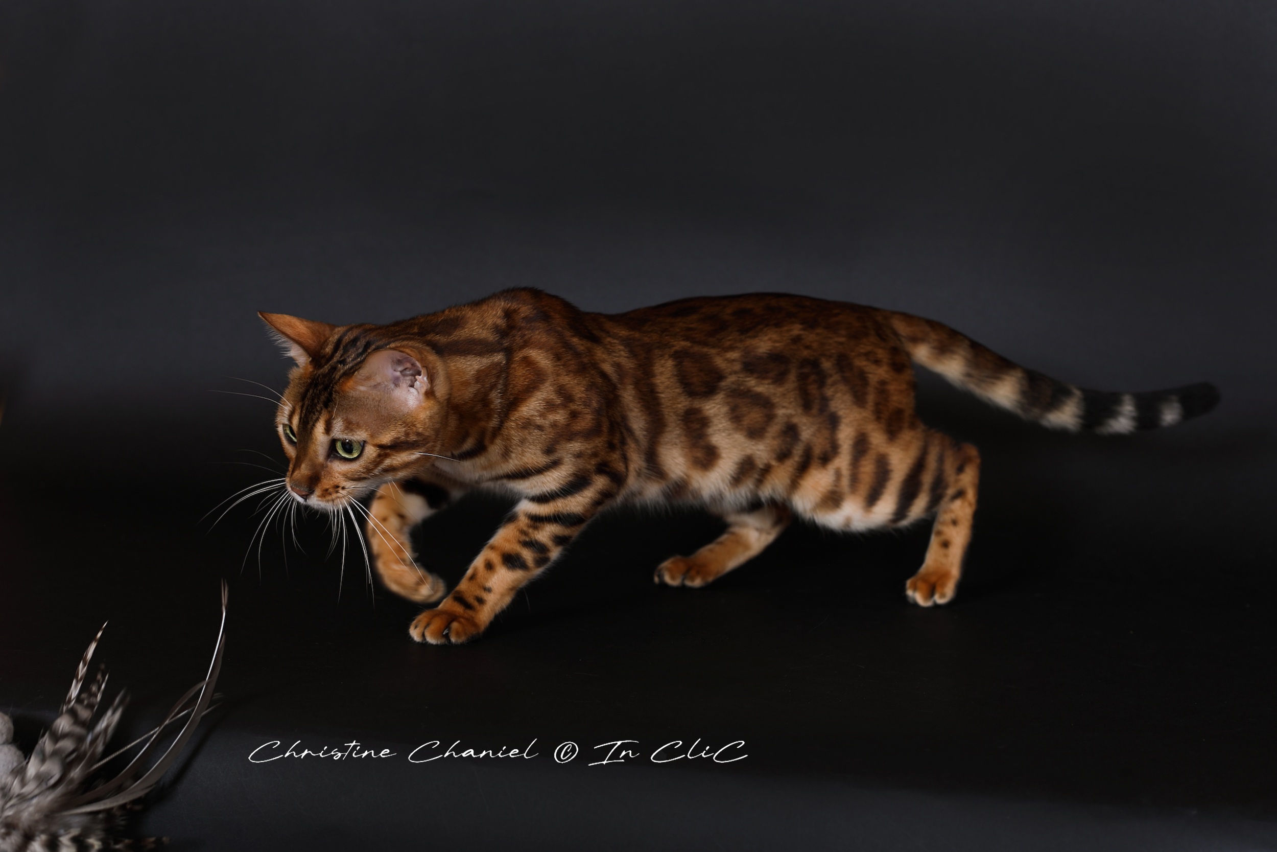 Portrait de Vénus, chatte Bengal LOOF, dans un studio, mettant en avant son pelage brillant et son caractère joueur et chasseur.
