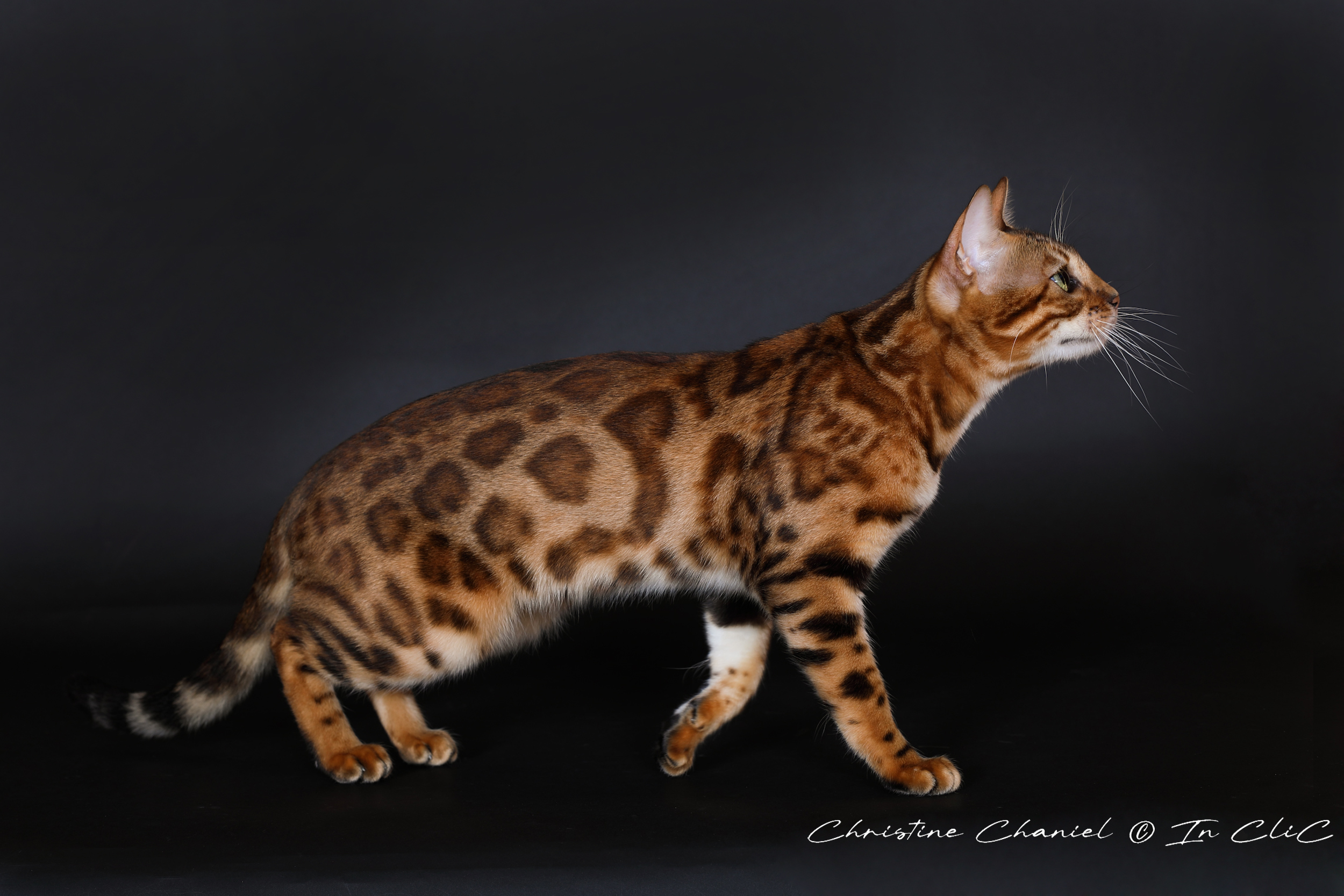 Portrait de Vénus, chatte Bengal LOOF, dans un studio, mettant en avant son pelage brillant et son caractère joueur et chasseur.