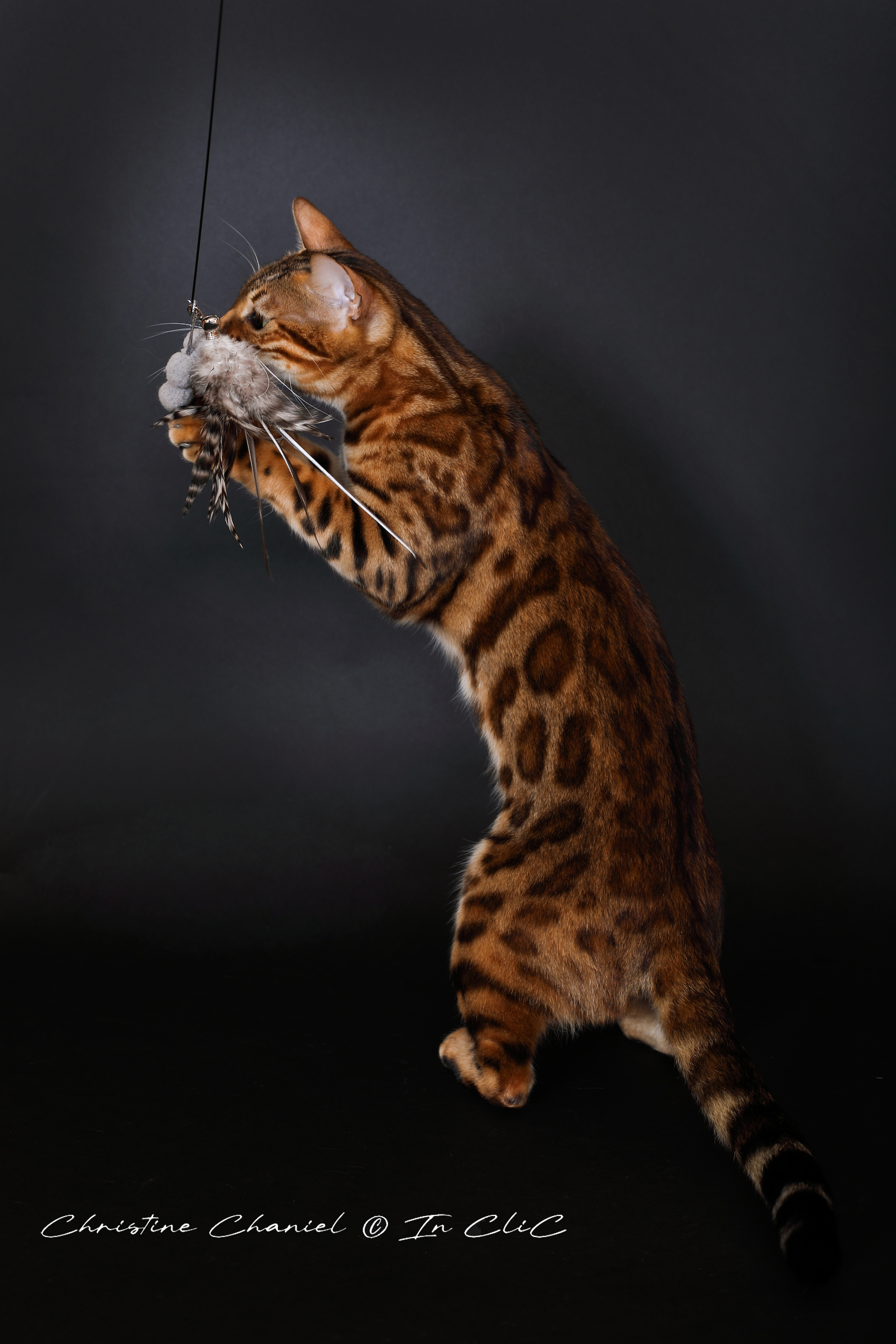Portrait de Vénus, chatte Bengal LOOF, dans un studio, mettant en avant son pelage brillant et son caractère joueur et chasseur.