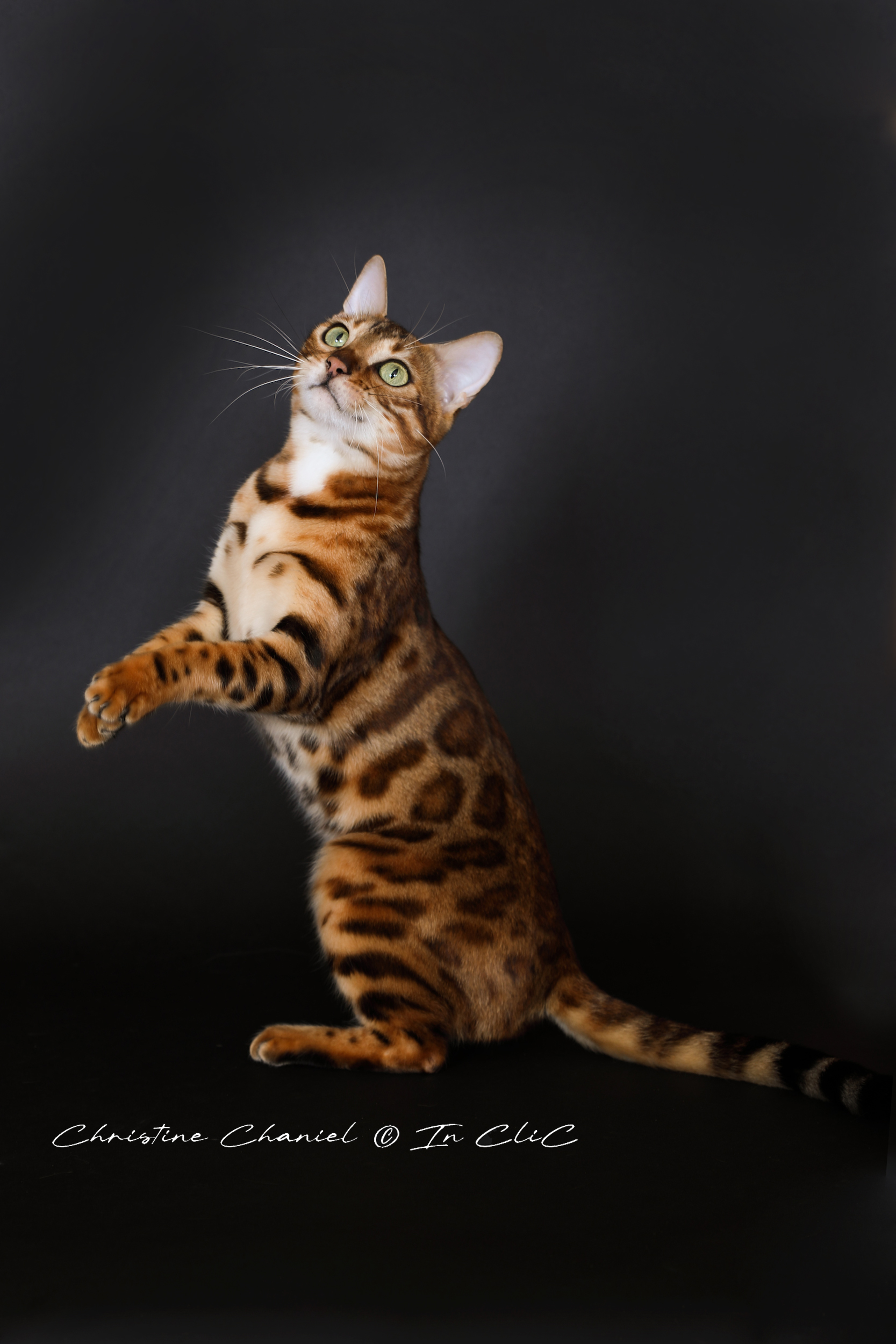 Portrait de Vénus, chatte Bengal LOOF, dans un studio, mettant en avant son pelage brillant et son caractère joueur et chasseur.