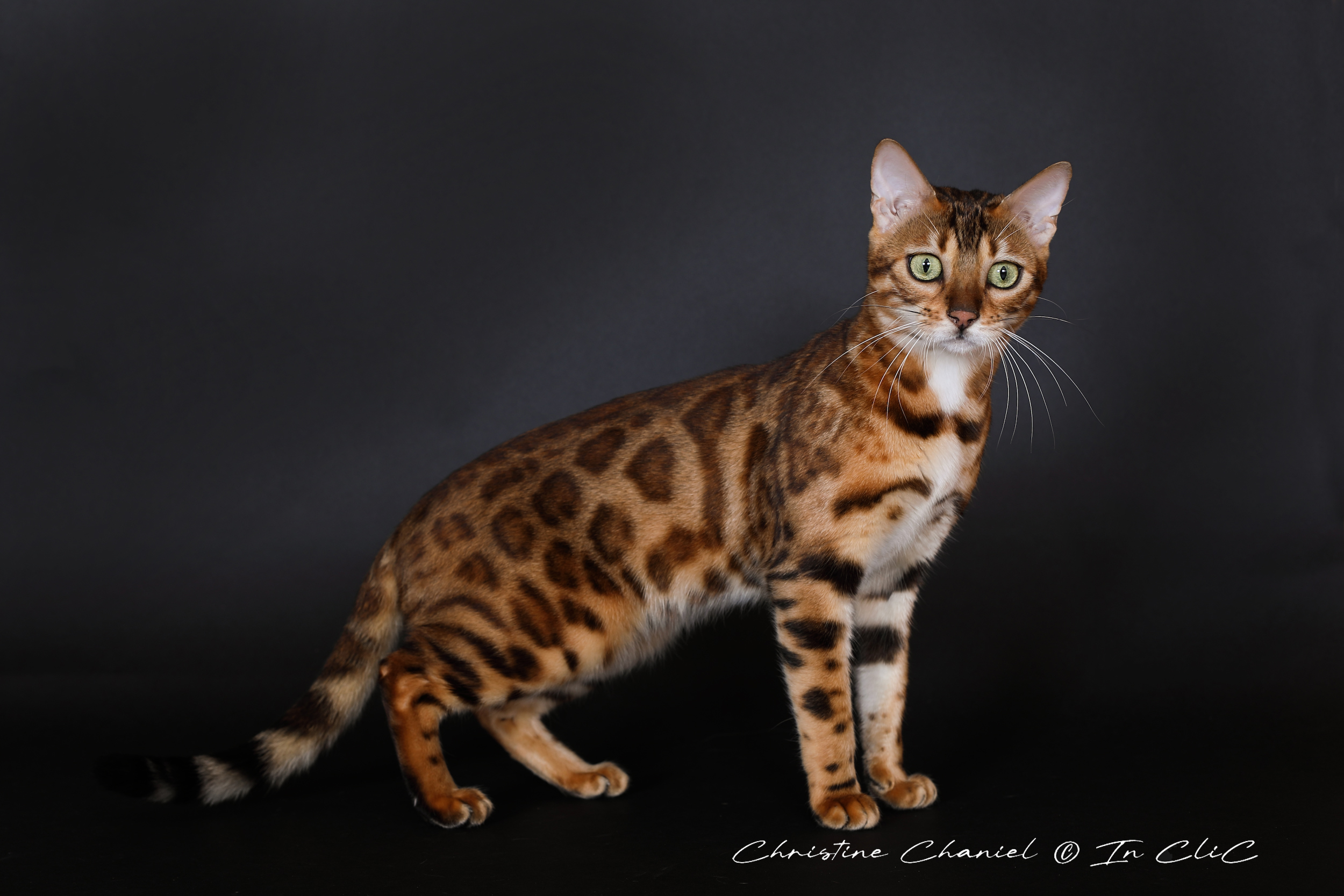 Portrait de Vénus, chatte Bengal LOOF, dans un studio, mettant en avant son pelage brillant et son caractère joueur et chasseur.