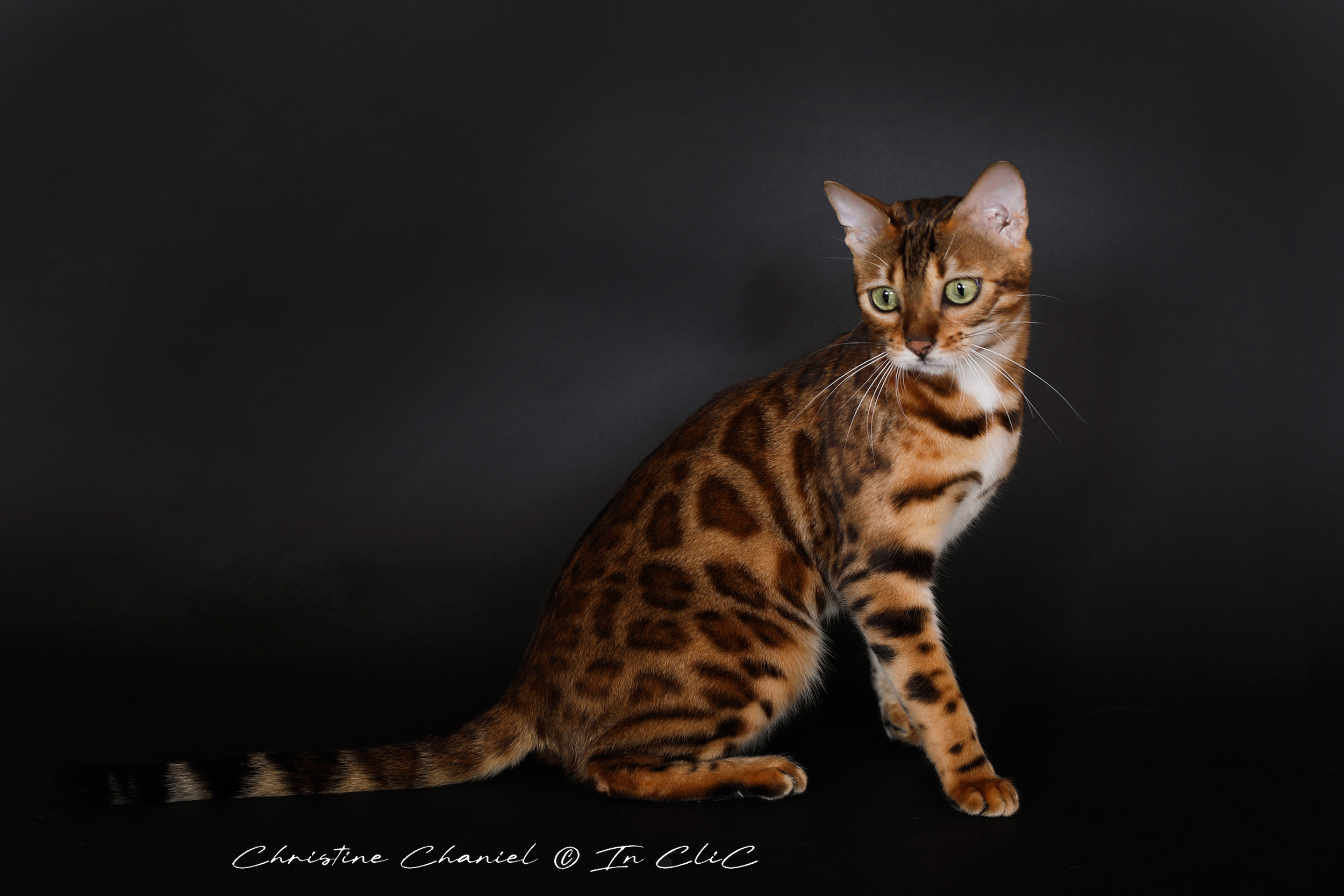 Portrait de Vénus, chatte Bengal LOOF, dans un studio, mettant en avant son pelage brillant et son caractère joueur et chasseur.