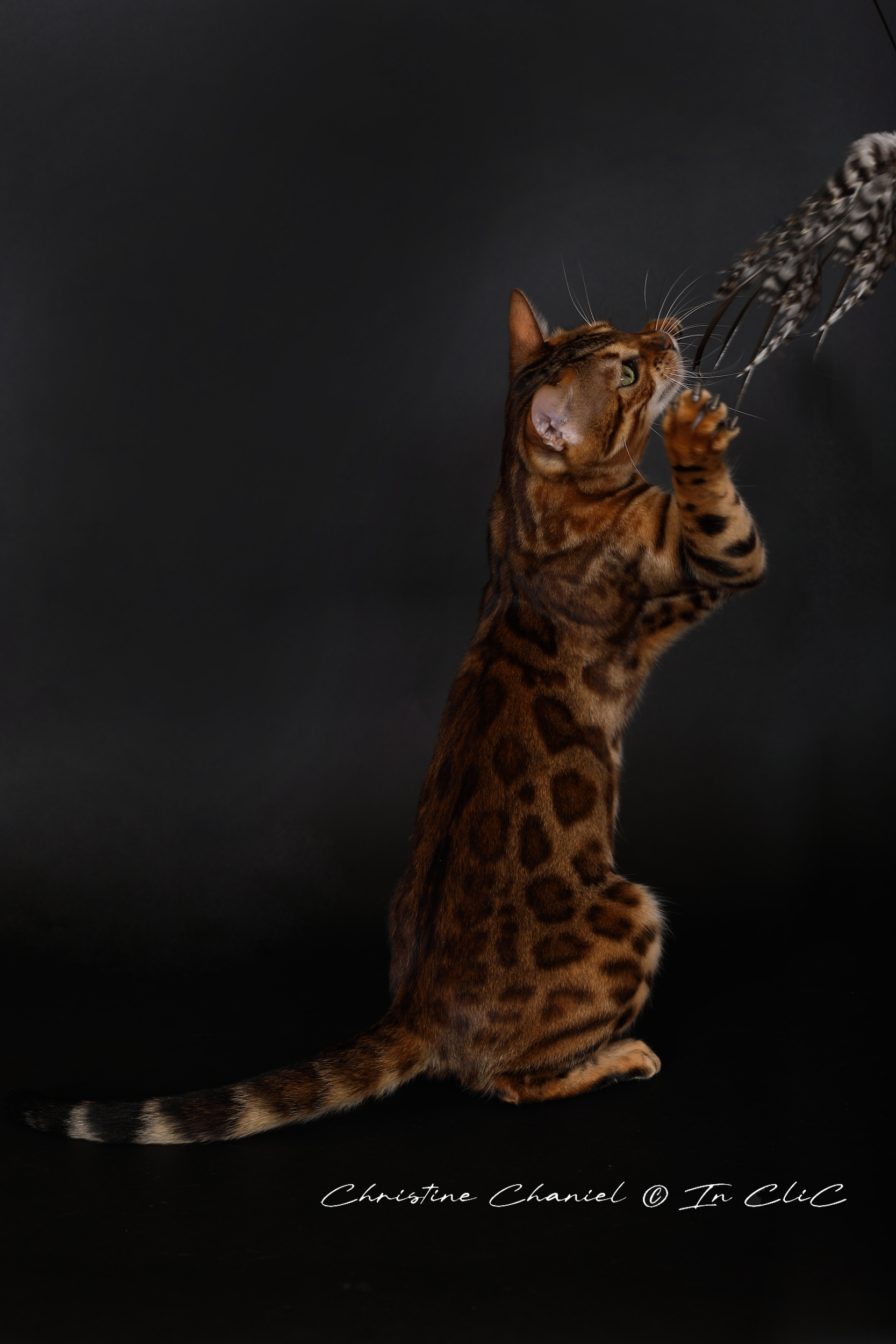 Portrait de Vénus, chatte Bengal LOOF, dans un studio, mettant en avant son pelage brillant et son caractère joueur et chasseur.