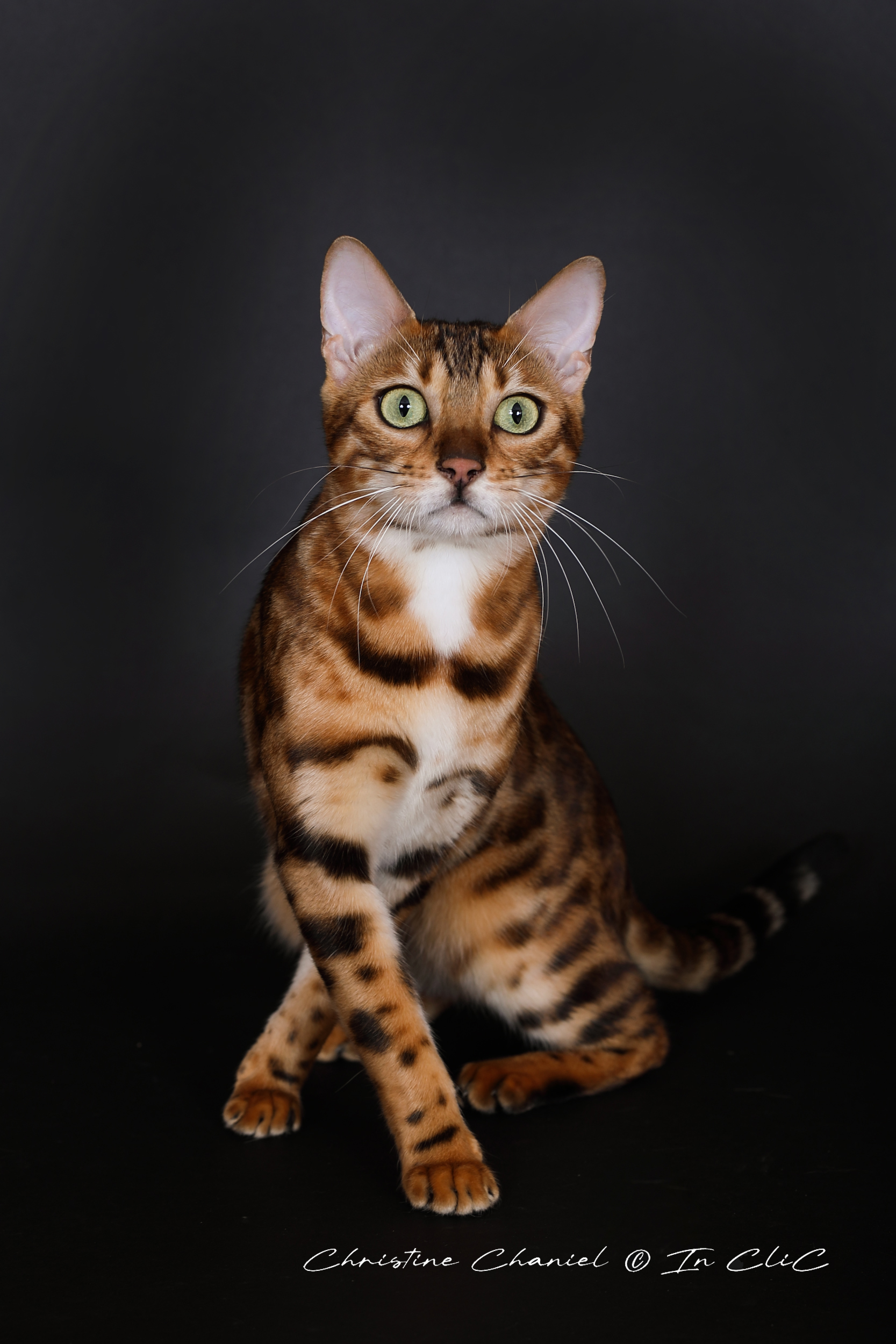 Portrait de Vénus, chatte Bengal LOOF, dans un studio, mettant en avant son pelage brillant et son caractère joueur et chasseur.