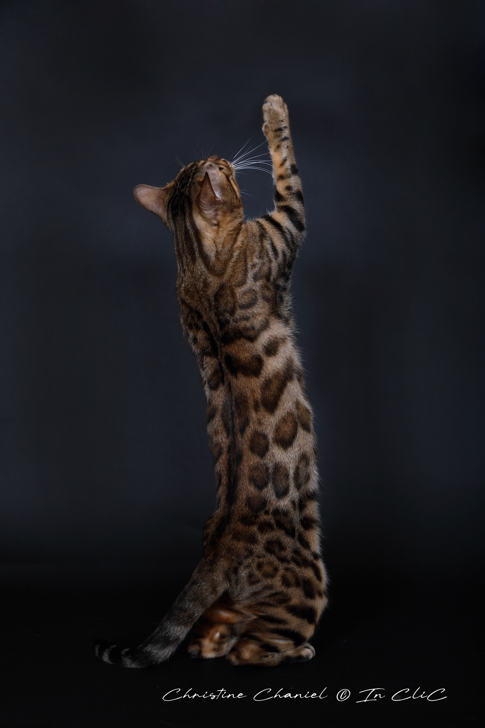 Portrait de Uma, chatte Bengal LOOF au pelage marbré, dans un studio photo, mettant en avant son allure féline et son caractère chasseur.