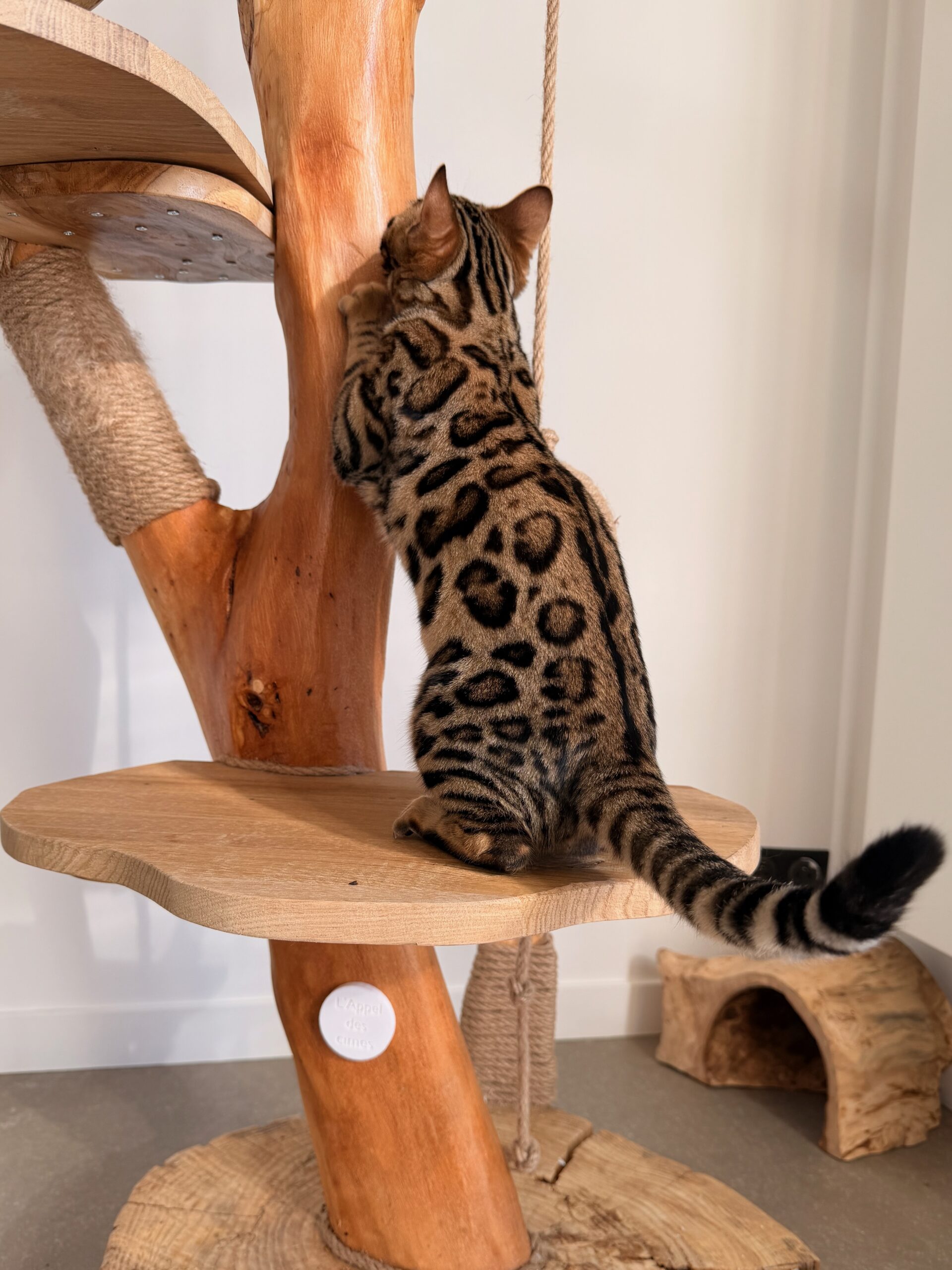 Monteris Solo Rider, chaton Bengal aux rosettes contrastées – futur reproducteur de la Chatterie Bengal des Alpes Dorées