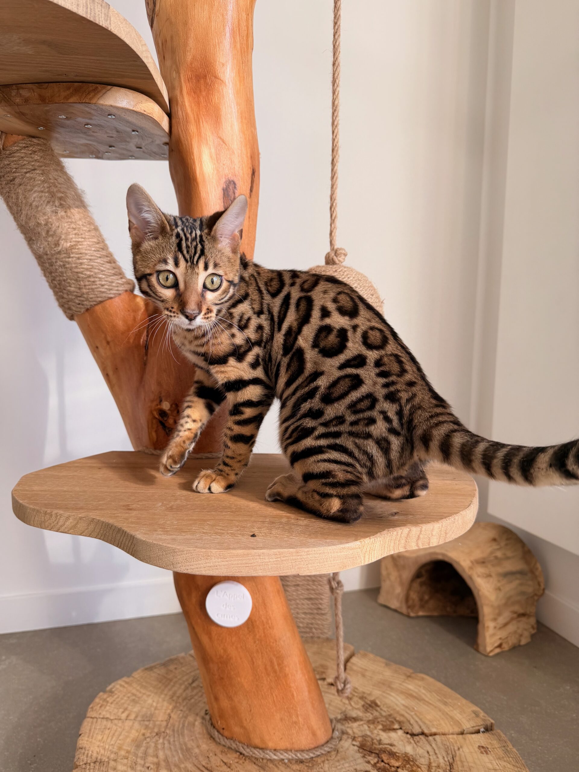 Monteris Solo Rider, chaton Bengal aux rosettes contrastées – futur reproducteur de la Chatterie Bengal des Alpes Dorées