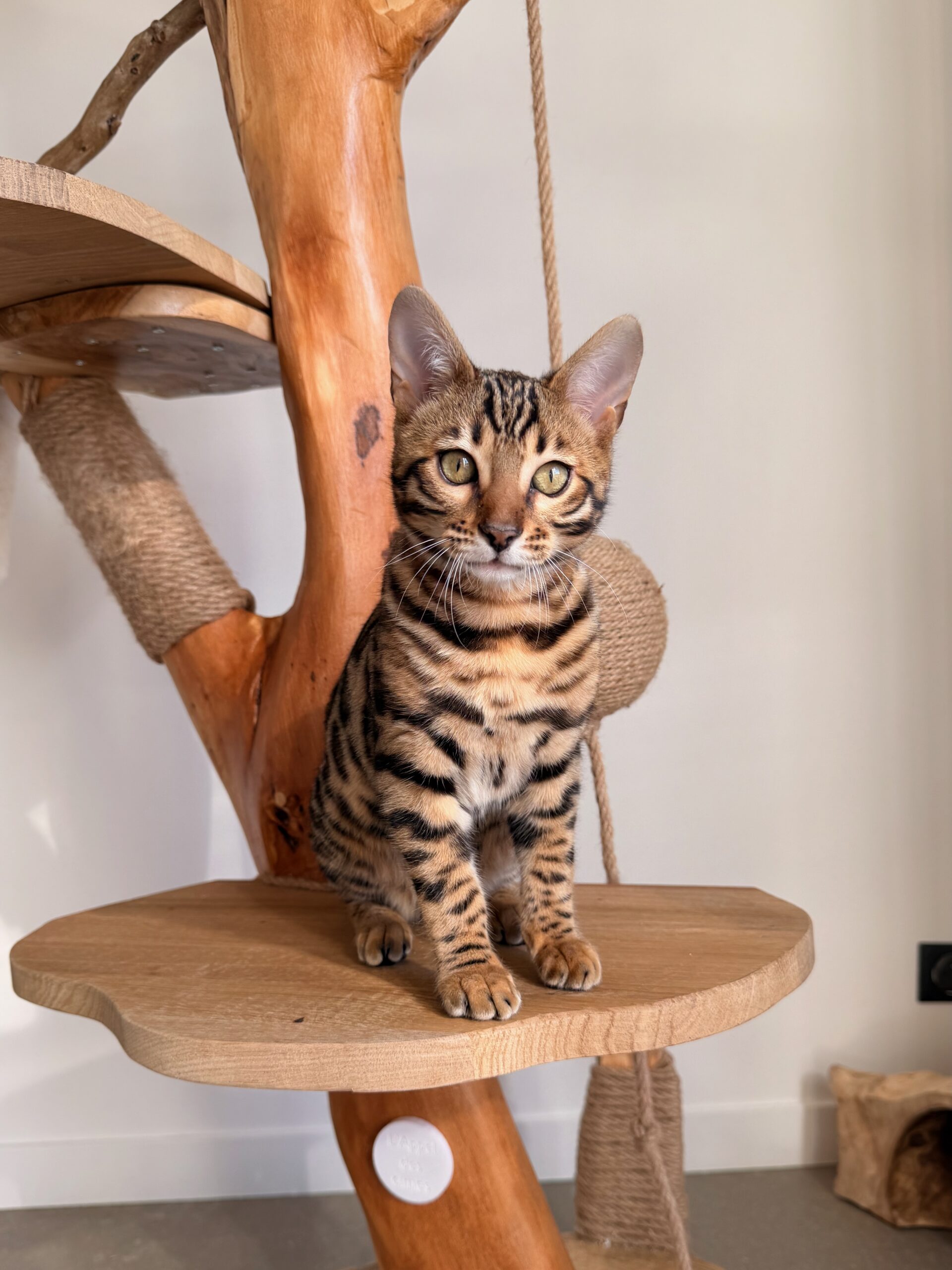 Solo, mâle Bengal LOOF reproducteur, issu de l'élevage Monteris (Croatie)