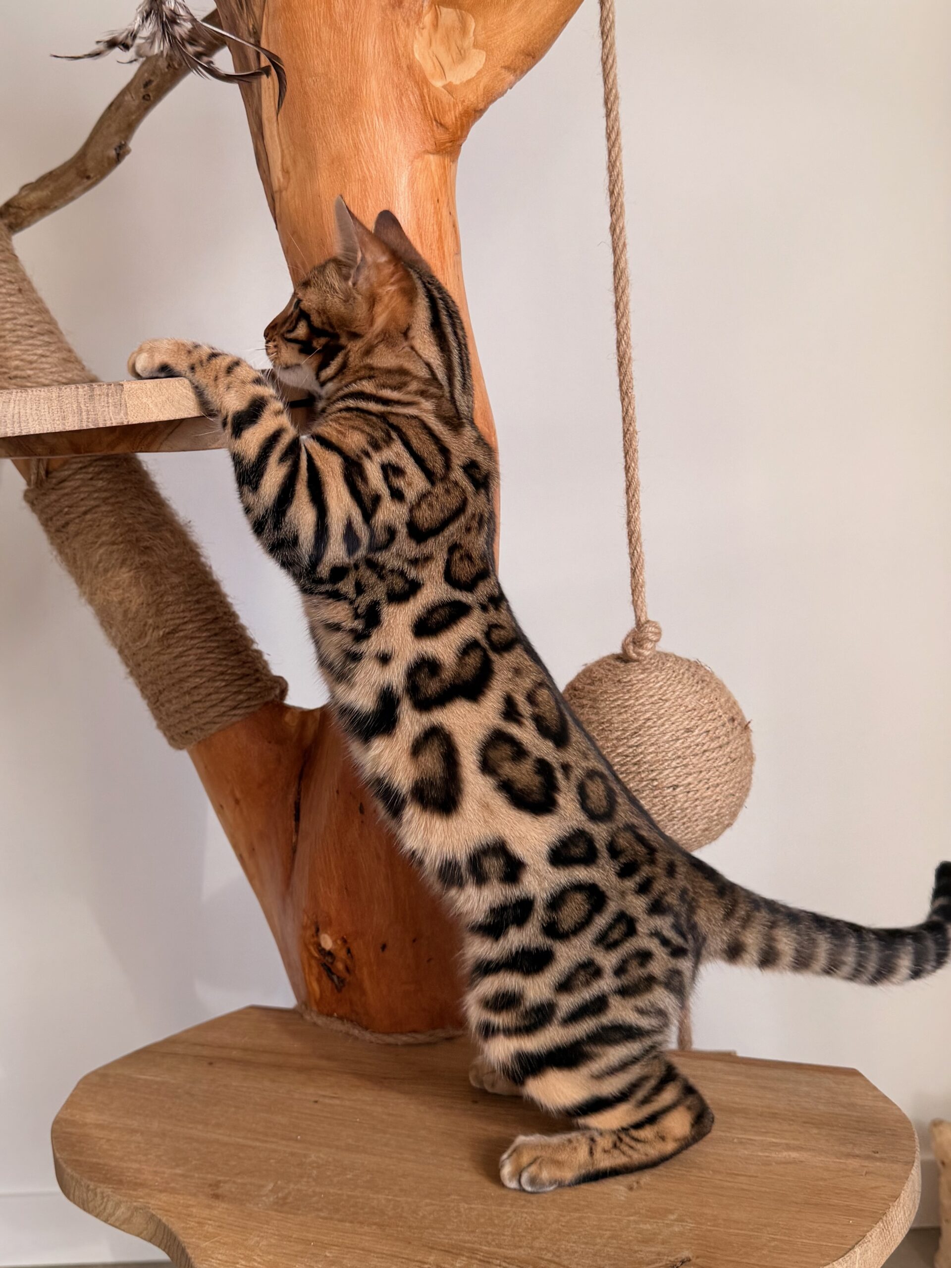 Monteris Solo Rider, chaton Bengal aux rosettes contrastées – futur reproducteur de la Chatterie Bengal des Alpes Dorées