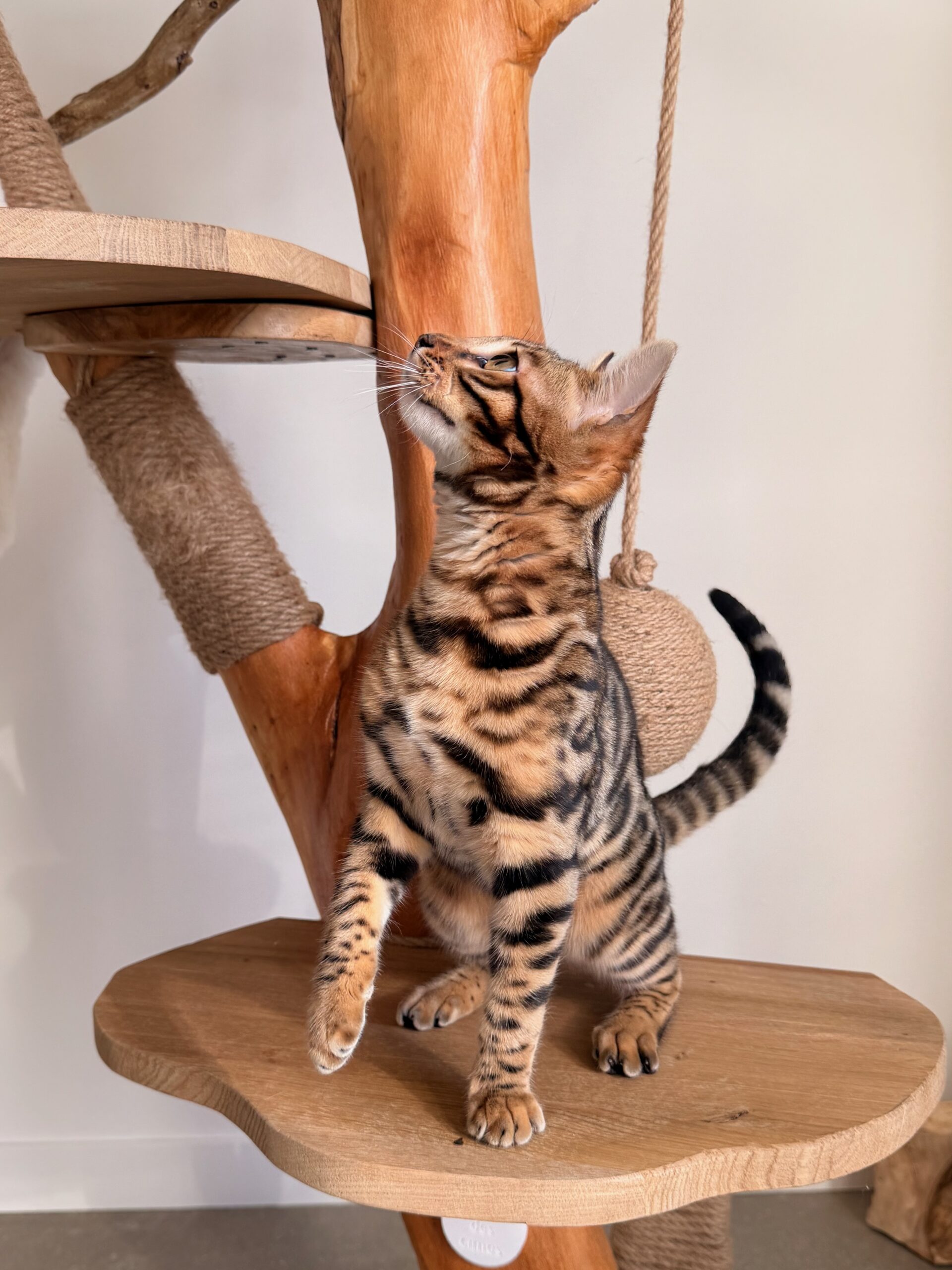 Monteris Solo Rider, chaton Bengal aux rosettes contrastées – futur reproducteur de la Chatterie Bengal des Alpes Dorées