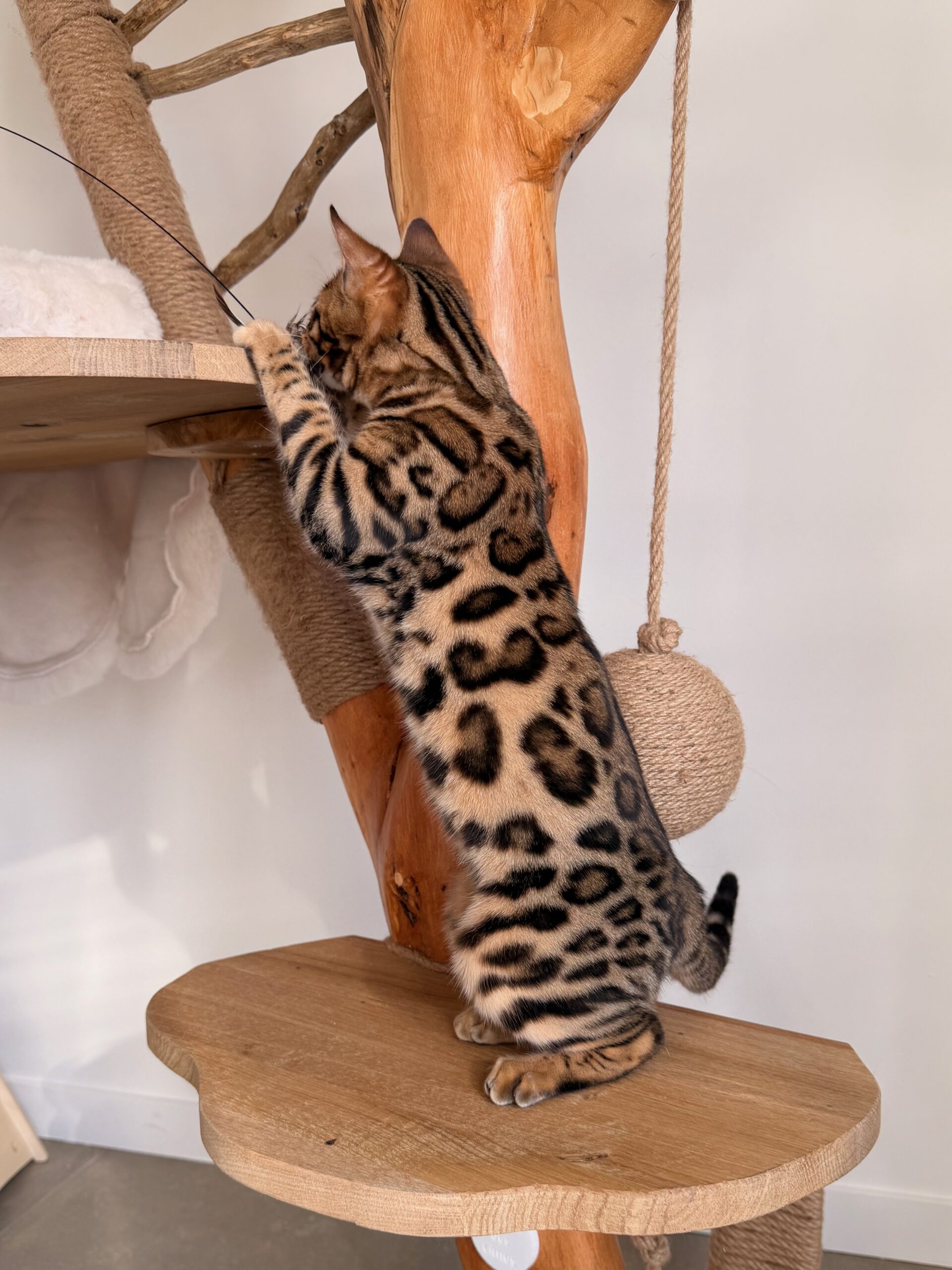 Monteris Solo Rider, chaton Bengal aux rosettes contrastées – futur reproducteur de la Chatterie Bengal des Alpes Dorées