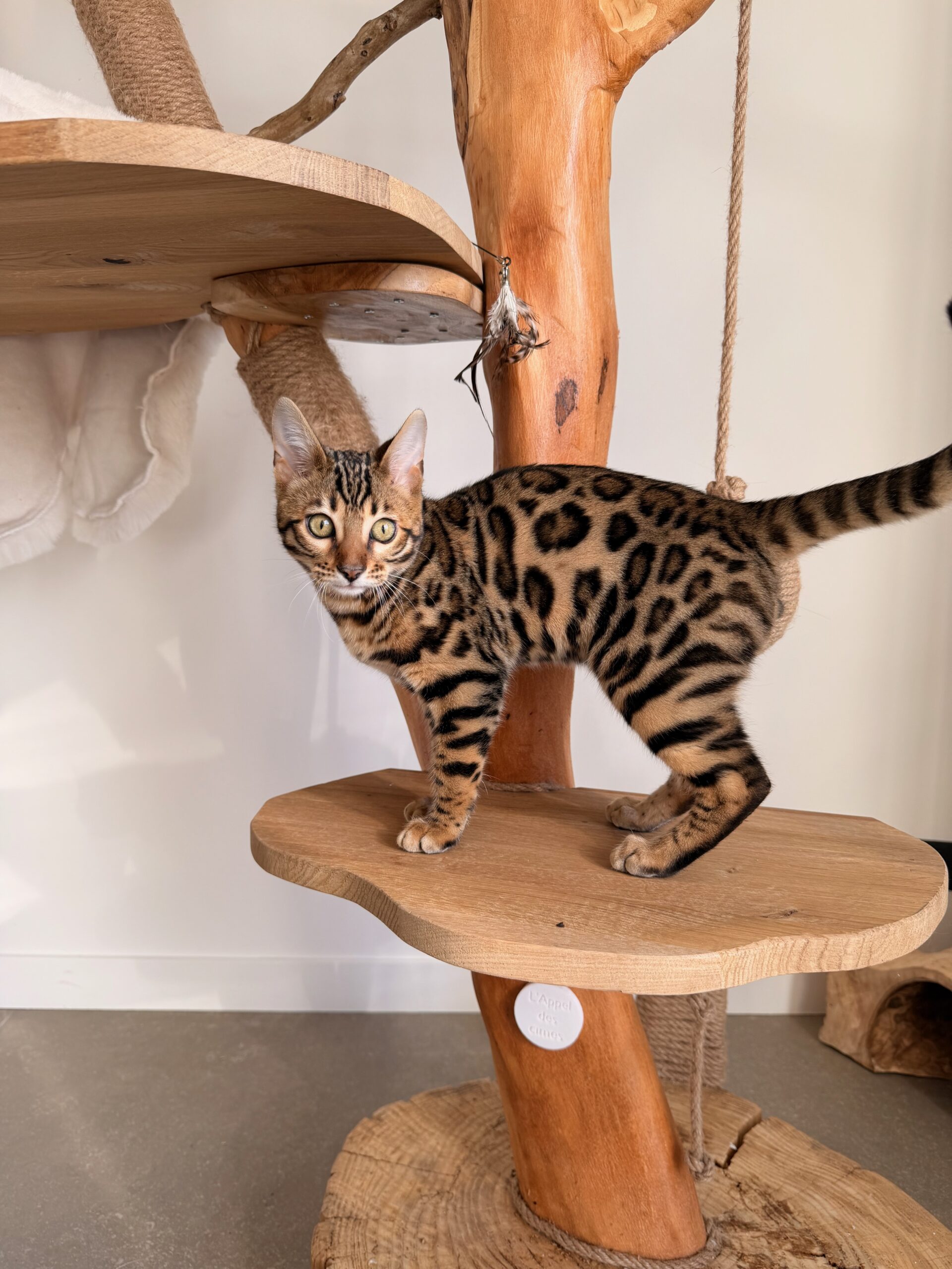 Monteris Solo Rider, chaton Bengal aux rosettes contrastées – futur reproducteur de la Chatterie Bengal des Alpes Dorées