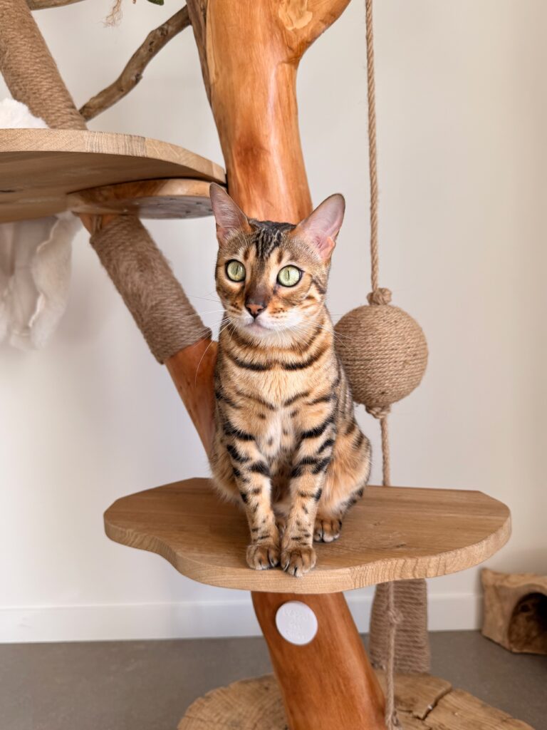 Uma (Uayma de Laf), chatte Bengal LOOF Championne, reproductrice de la Chatterie Bengal des Alpes Dorées