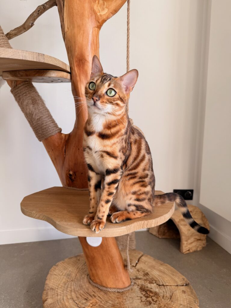 Vénus, chatte Bengal LOOF Best in Show, reproductrice de la Chatterie Bengal des Alpes Dorées